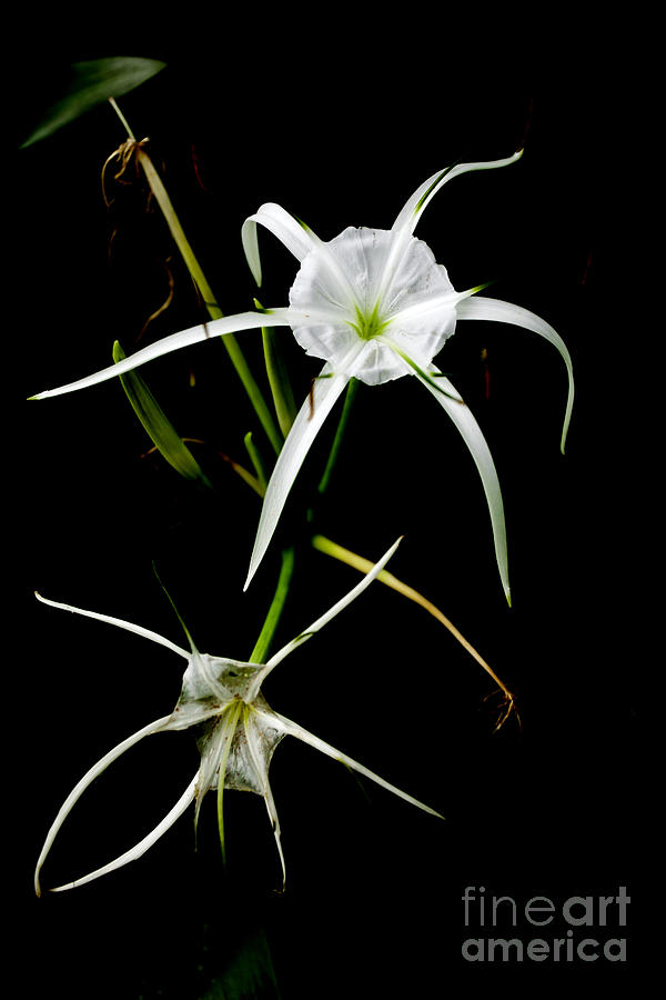 Mac Miller Photograph - Double Spider Lily by M K Miller