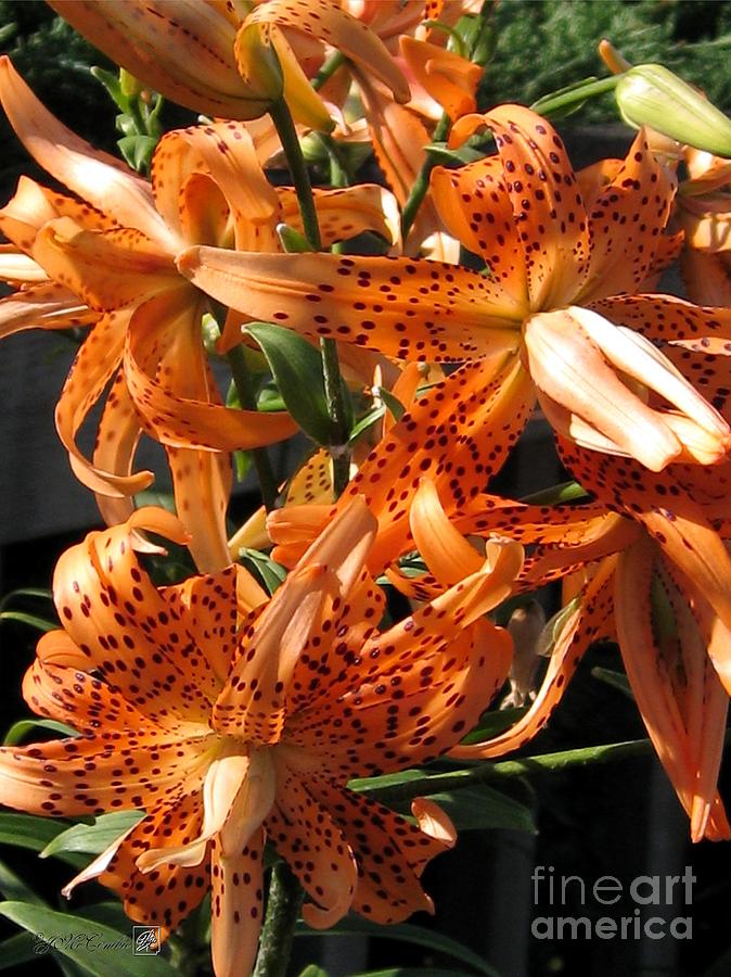 Double Tiger Lily Named Flora Pleno Photograph By J Mccombie - Fine Art 