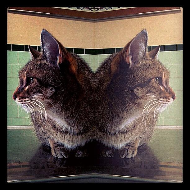 Cat Photograph - Double Trouble by Mike Maginot