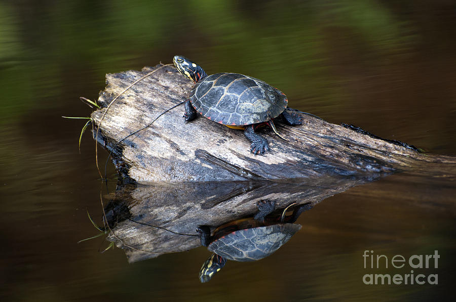 Turtle Reflection Photograph by Glenn Gordon