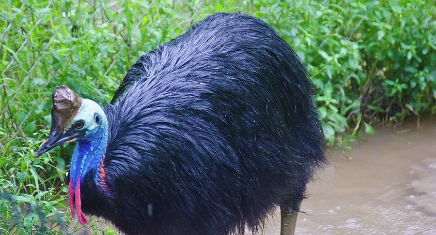 Double Wattled Cassowary Photograph by Harry Strharsky