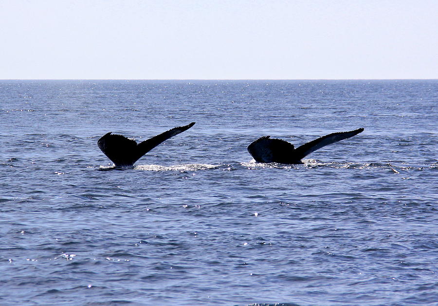 Double whale Tail Photograph by John G Schickler