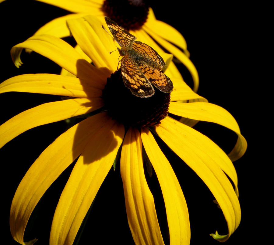 Double yellow Delight with a surprise Photograph by Kim Galluzzo Wozniak