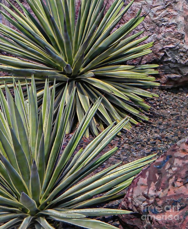 Double Yucca Photograph by Michelle Frizzell-Thompson