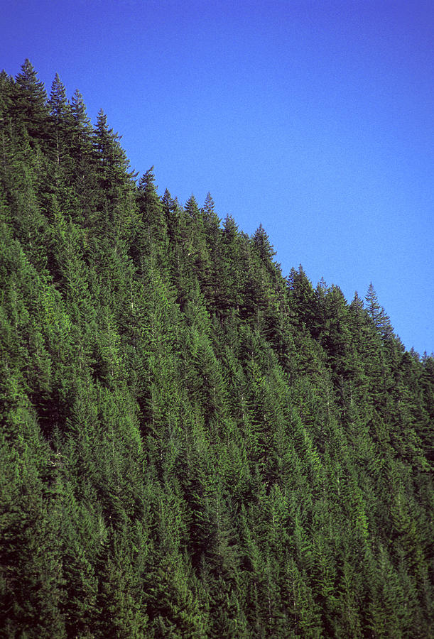Douglas Fir Forest, British Columbia, Canada Photograph by ...
Douglas Fir Forest