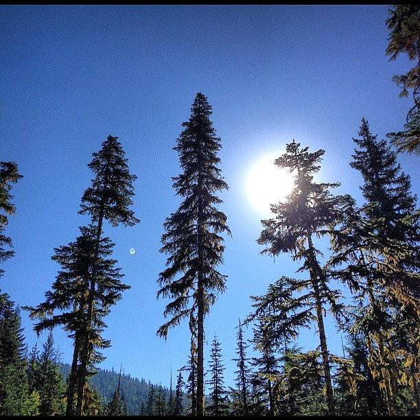 Douglas Firs And The Bright Bright Sun Photograph by Stone Grether