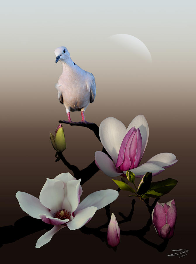 Dove and Magnolia Painting by M Spadecaller