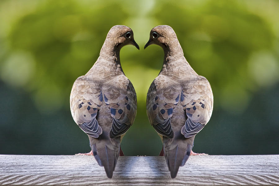 Dove Love Birds Photograph by Randall Nyhof