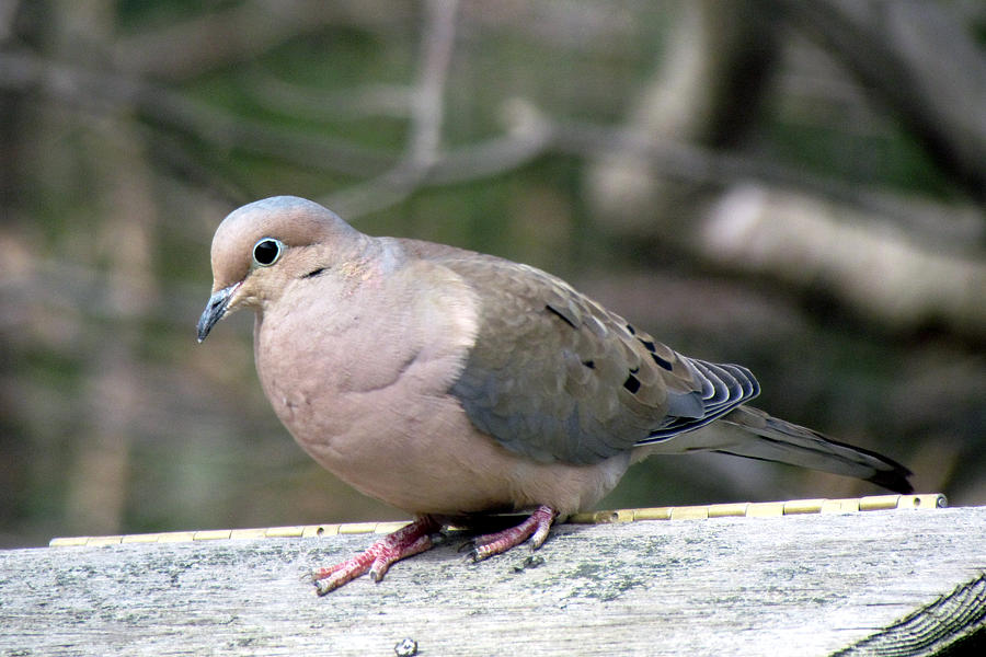 Dove Photograph by George Jones