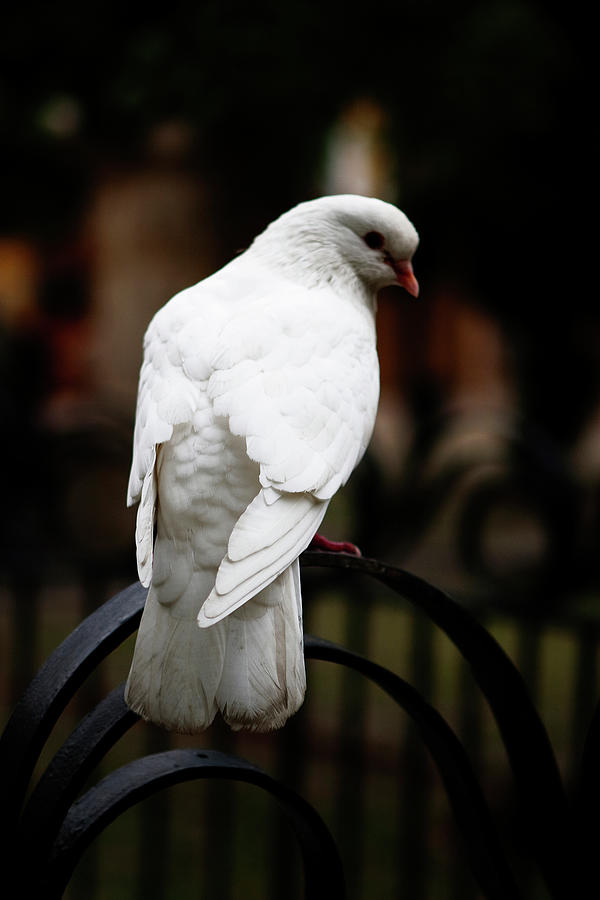 Dove in Repose Photograph by Lorraine Devon Wilke
