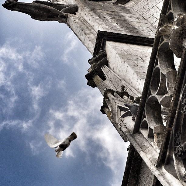 Troyes Photograph - Dove In Saint Urbain Basilica, Troyes by Hugo Passarello Luna