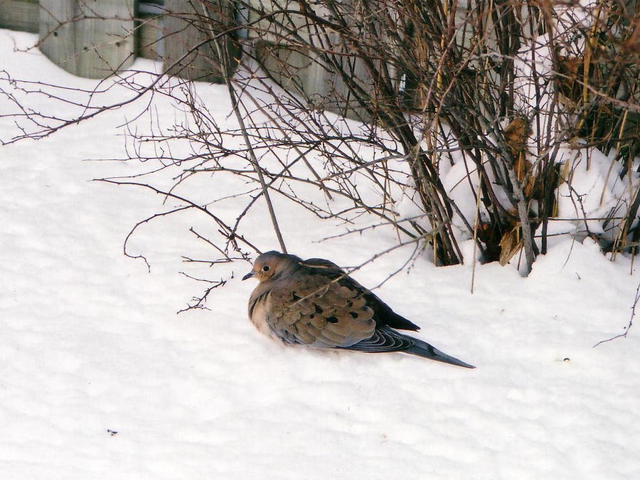 Dove in the Snow Photograph by Corinne Elizabeth Cowherd