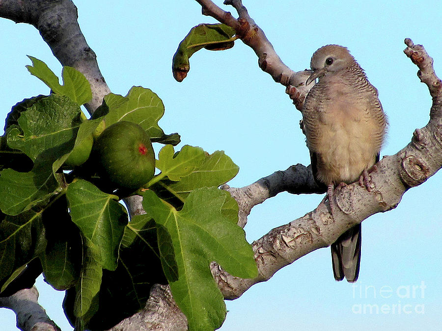 Dove on a Fig Tree Photograph by Bette Phelan