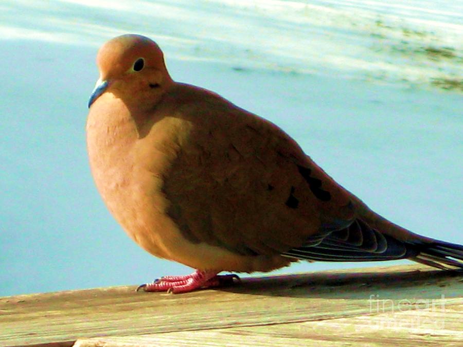 Dove Photograph by Susan Carella