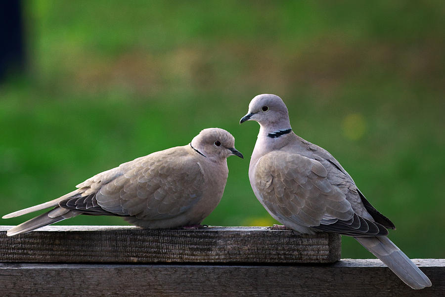 Doves Photograph by Ivan Slosar