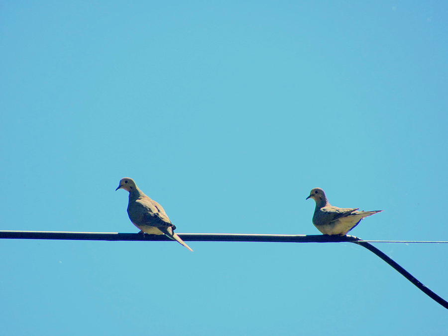 Dove Photograph - Doves on the Line by Amy Bradley