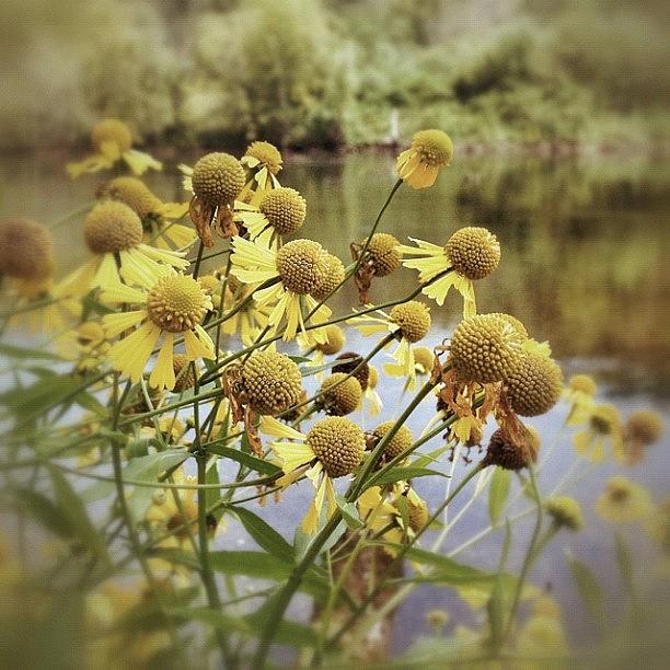 Flower Photograph - Down By The Riverside by Karyn Teno