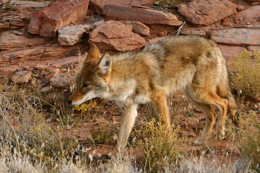 Down The Gully Photograph by Bob Bahlmann - Fine Art America