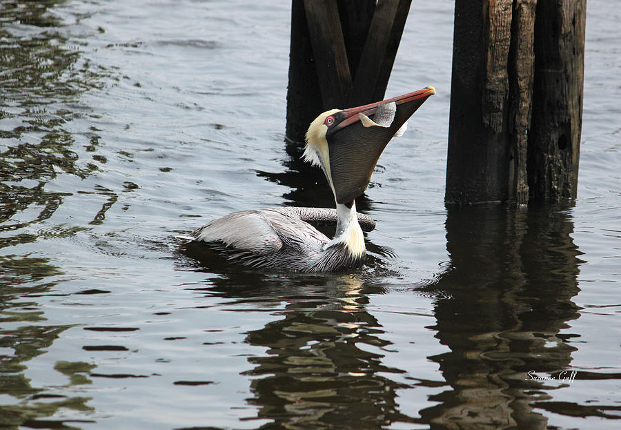 Pelican Photograph - Down the Hatch by Suzanne Gaff
