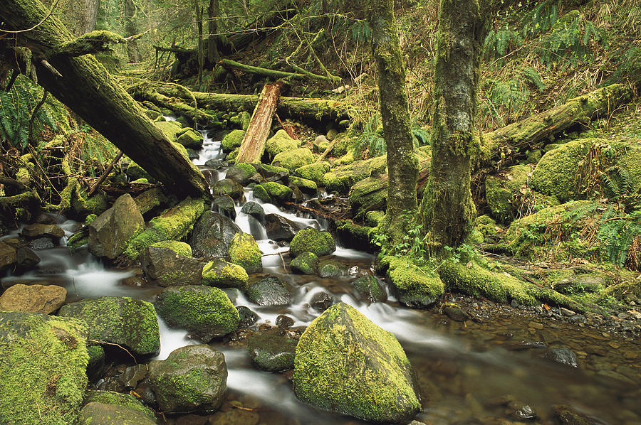 Downed Logs In Sorensen Creek Photograph by Gerry Ellis