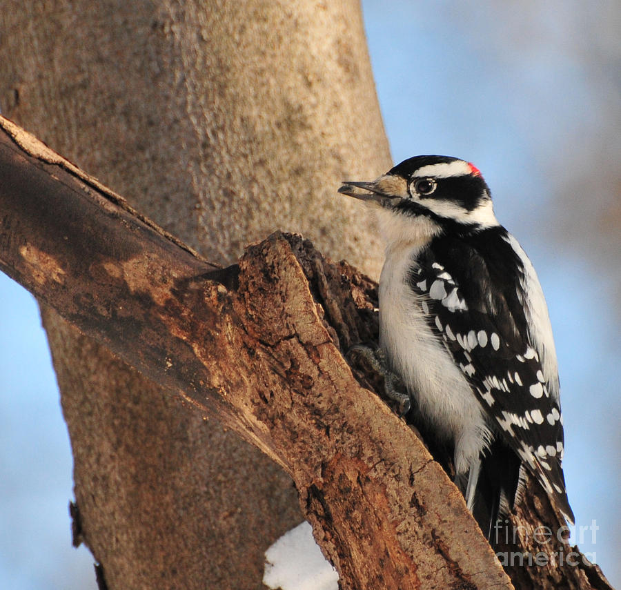 Downey Woodpecker Photograph