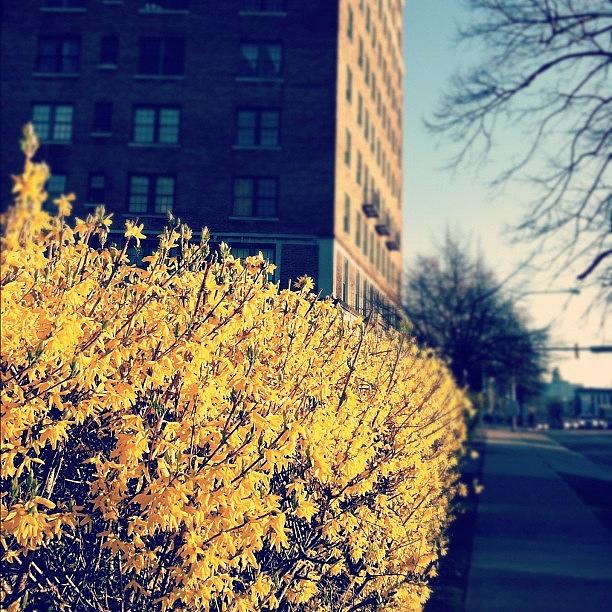 Flower Photograph - #downtown #buffalo #yellow #flowers by Jenna Luehrsen