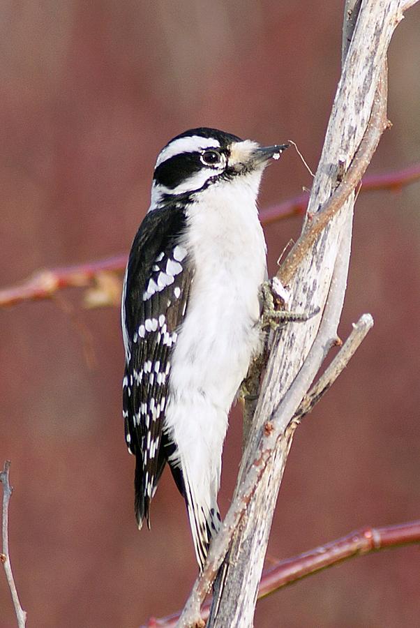 Downy Woodpecker 2 Photograph by Joe Faherty
