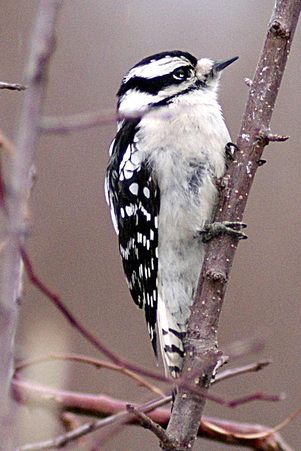 Downy Woodpecker 3 Photograph by Joe Faherty