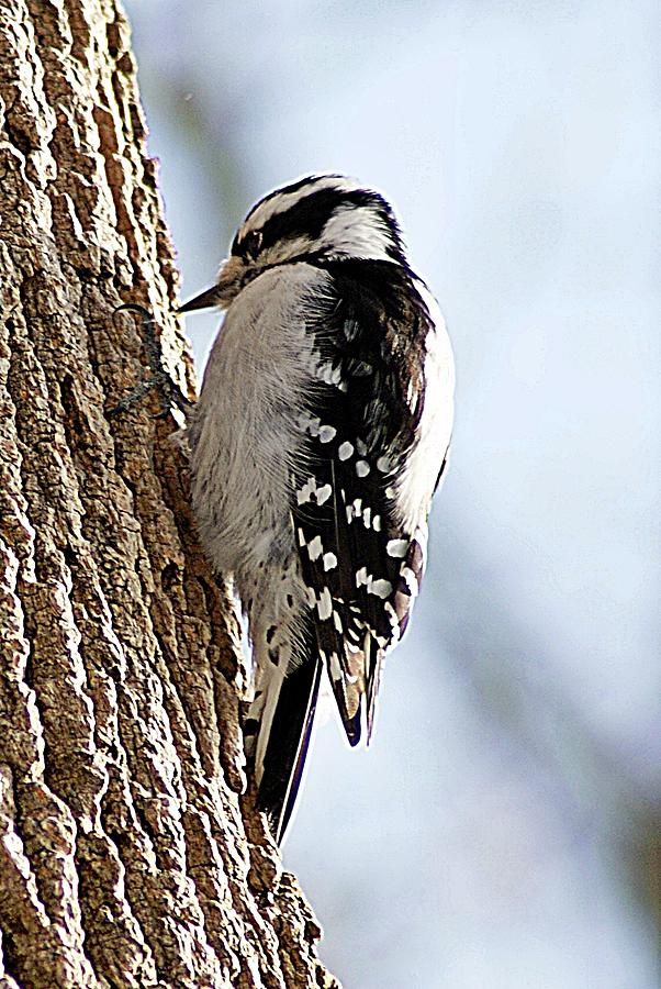 Downy Woodpecker 4 Photograph by Joe Faherty