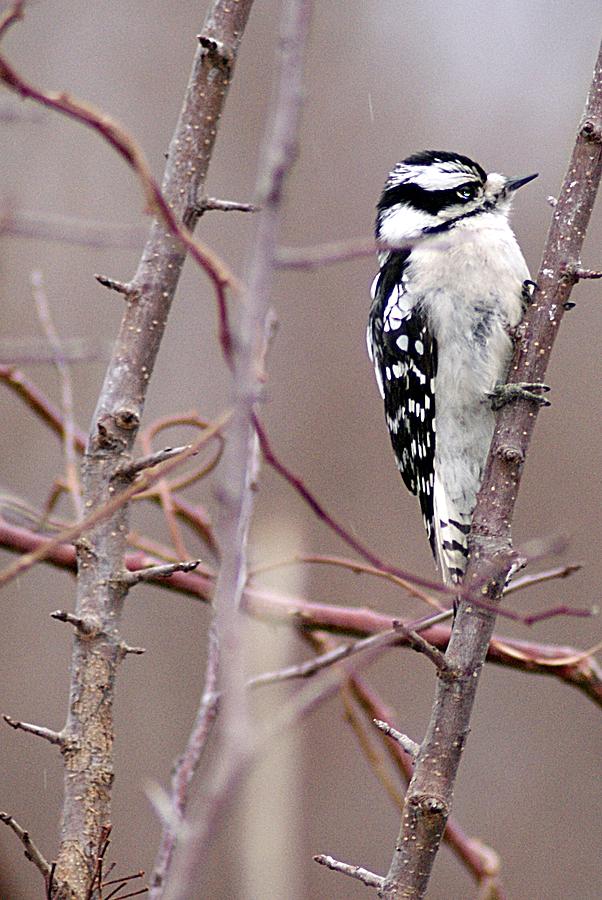 Downy Woodpecker 5 Photograph by Joe Faherty