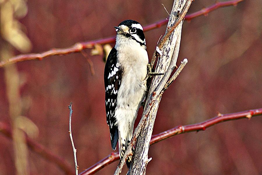 Downy Woodpecker 6 Photograph by Joe Faherty