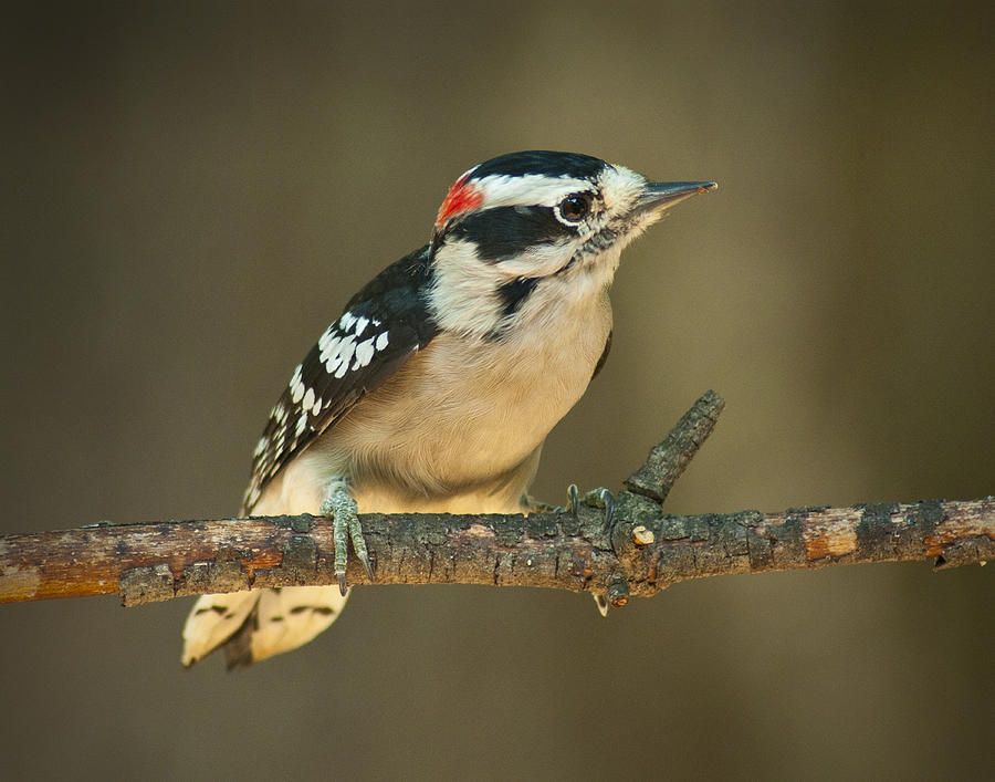 Downy Woodpecker Photograph by Don Wolf