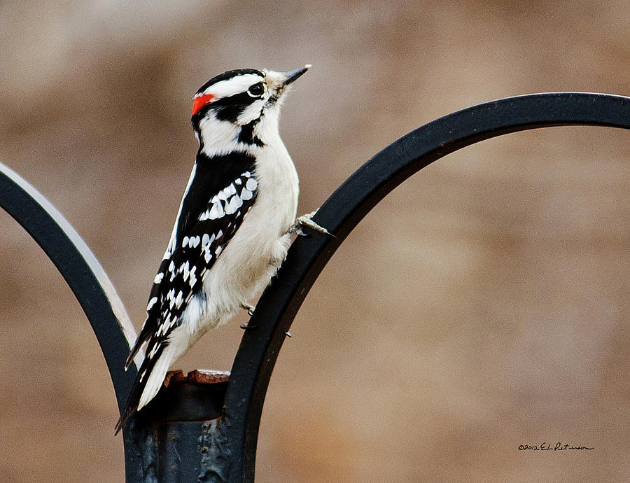 Downy Woodpecker Photograph by Ed Peterson
