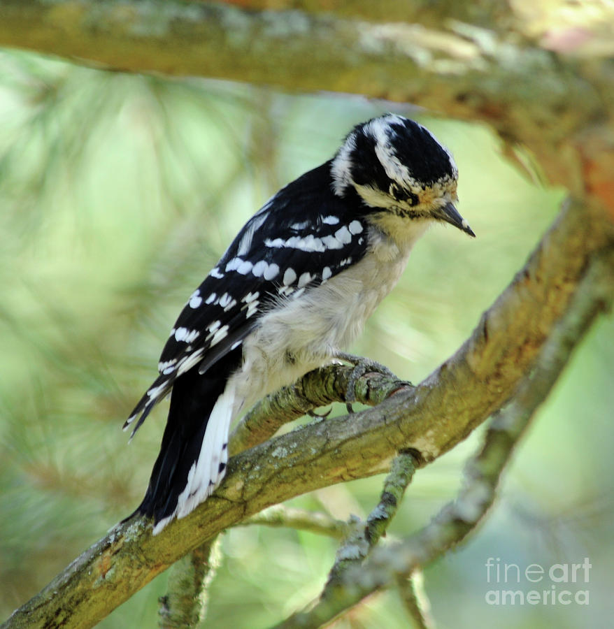 Downy Woodpecker Female Photograph by Ronald Grogan