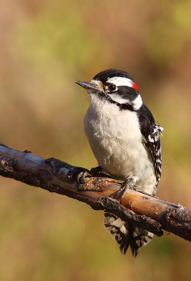 Downy Woodpecker II Photograph by Bruce J Robinson
