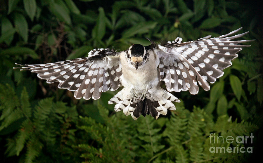 Downy Woodpecker In Flight Photograph by Ted Kinsman