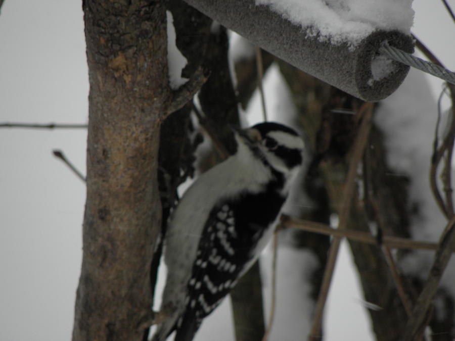 Downy Woodpecker in the snow Photograph by Kim Galluzzo Wozniak