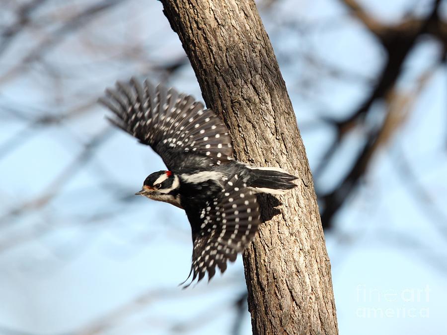 Downy Woodpecker Photograph by Jack R Brock