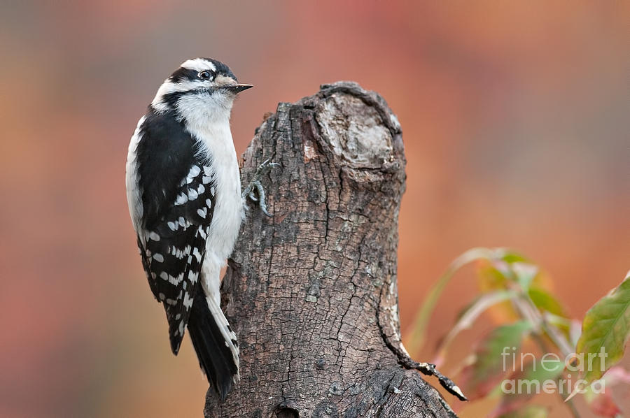 Downy Woodpecker Photograph by Jean A Chang