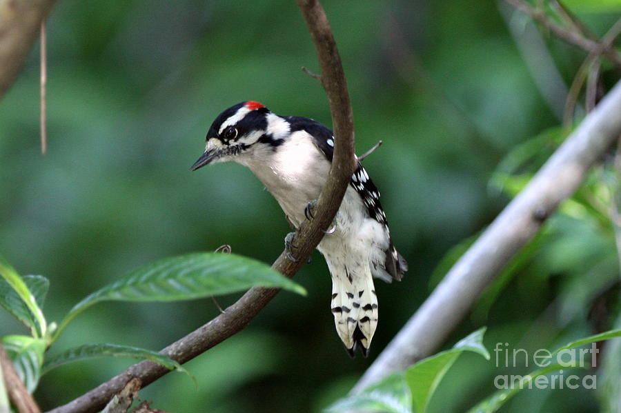 Downy Woodpecker Photograph by Jennifer Zelik