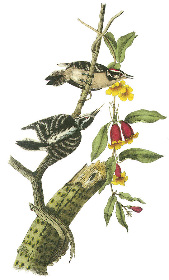 John James Audubon Painting - Downy Woodpecker by John James Audubon