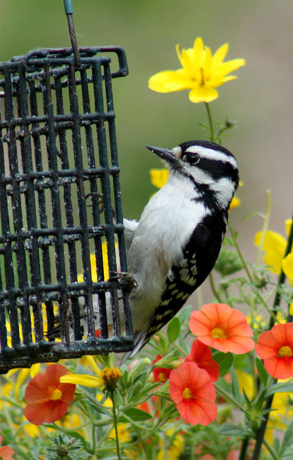 Downy Woodpecker  Photograph by Kim Galluzzo