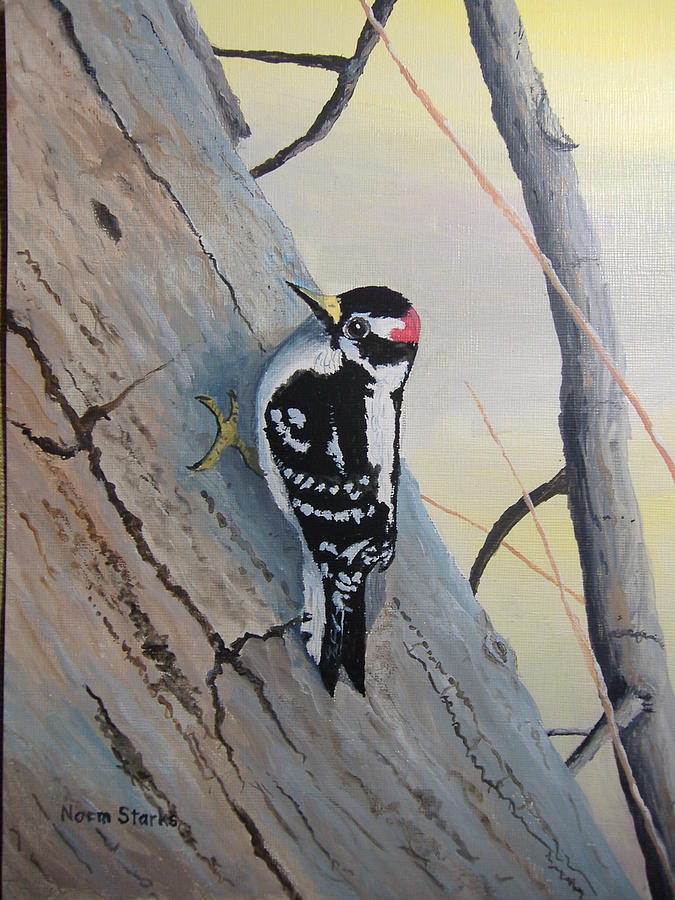Woodpecker Painting - Downy Woodpecker by Norm Starks