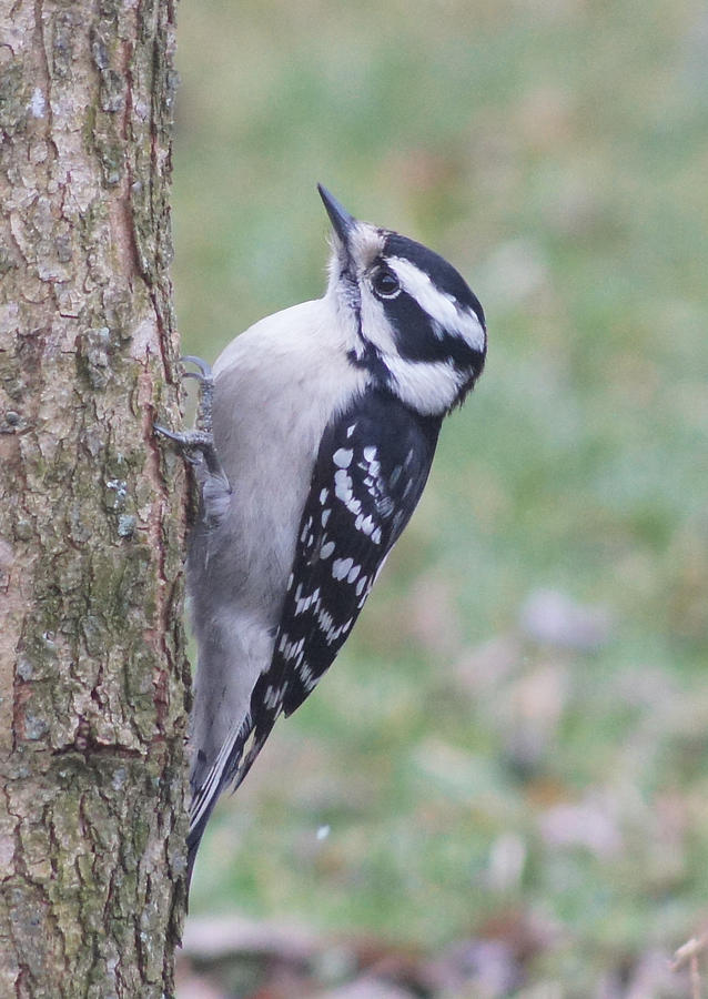 Downy Woodpecker on Dogwood Photograph by Robert E Alter Reflections of Infinity LLC