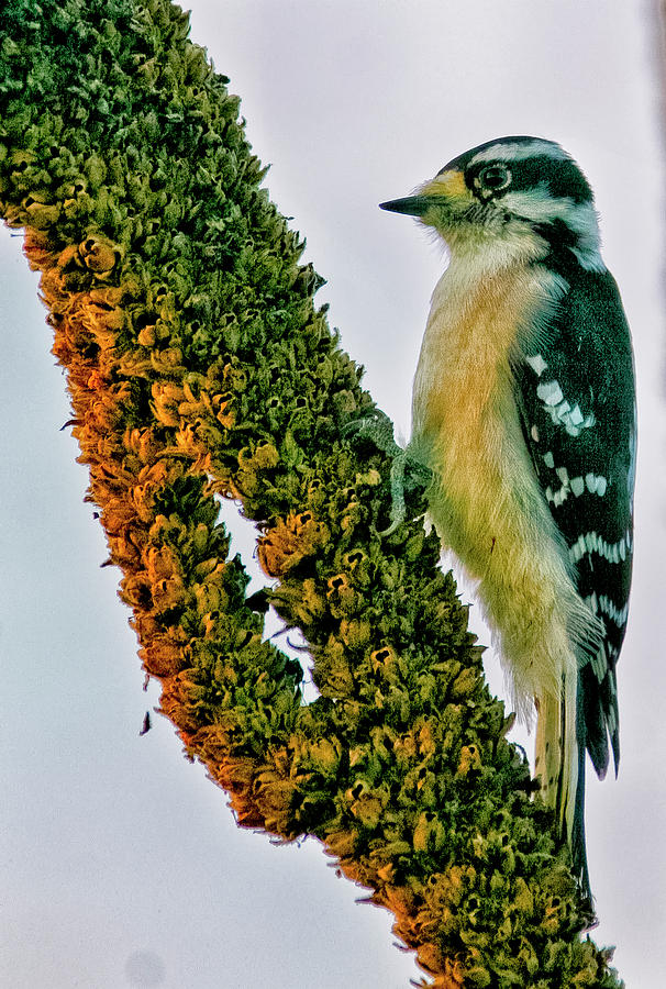 Downy woodpecker on Mullein Photograph by Albert Seger
