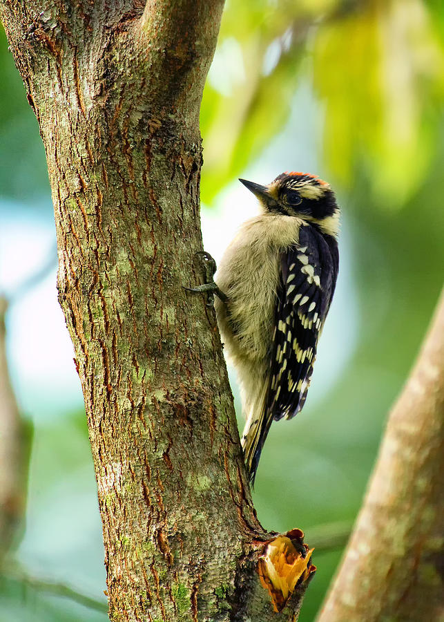 Downy Woodpecker on Tree Photograph by Bill and Linda Tiepelman