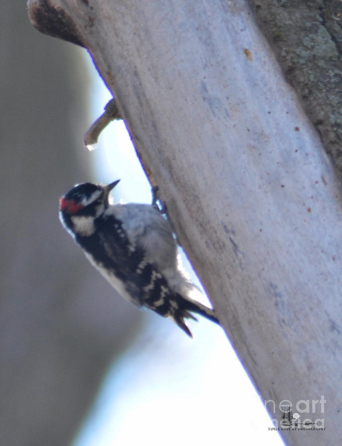 Downy Woodpecker Photograph by Ronald Grogan