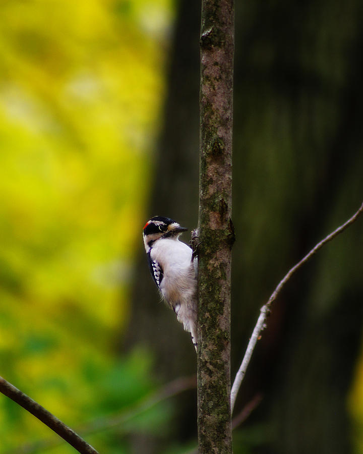 Downy Woodpecker Photograph by Scott Hovind