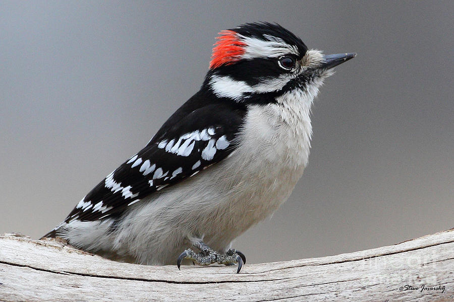 Downy Woodpecker Photograph by Steve Javorsky
