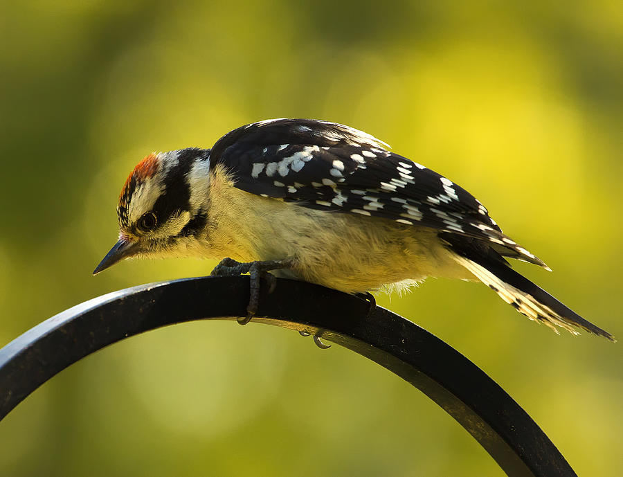 Downy Woodpecker Up Close 3 Photograph by Bill and Linda Tiepelman